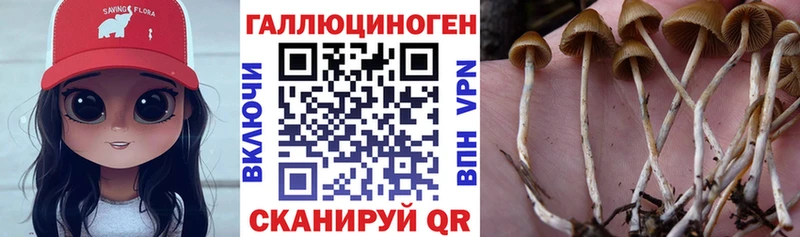 Галлюциногенные грибы Psilocybe  Малмыж 